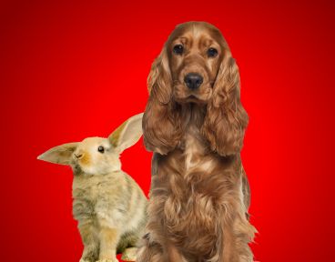  - Are pets allowed to travel with me?